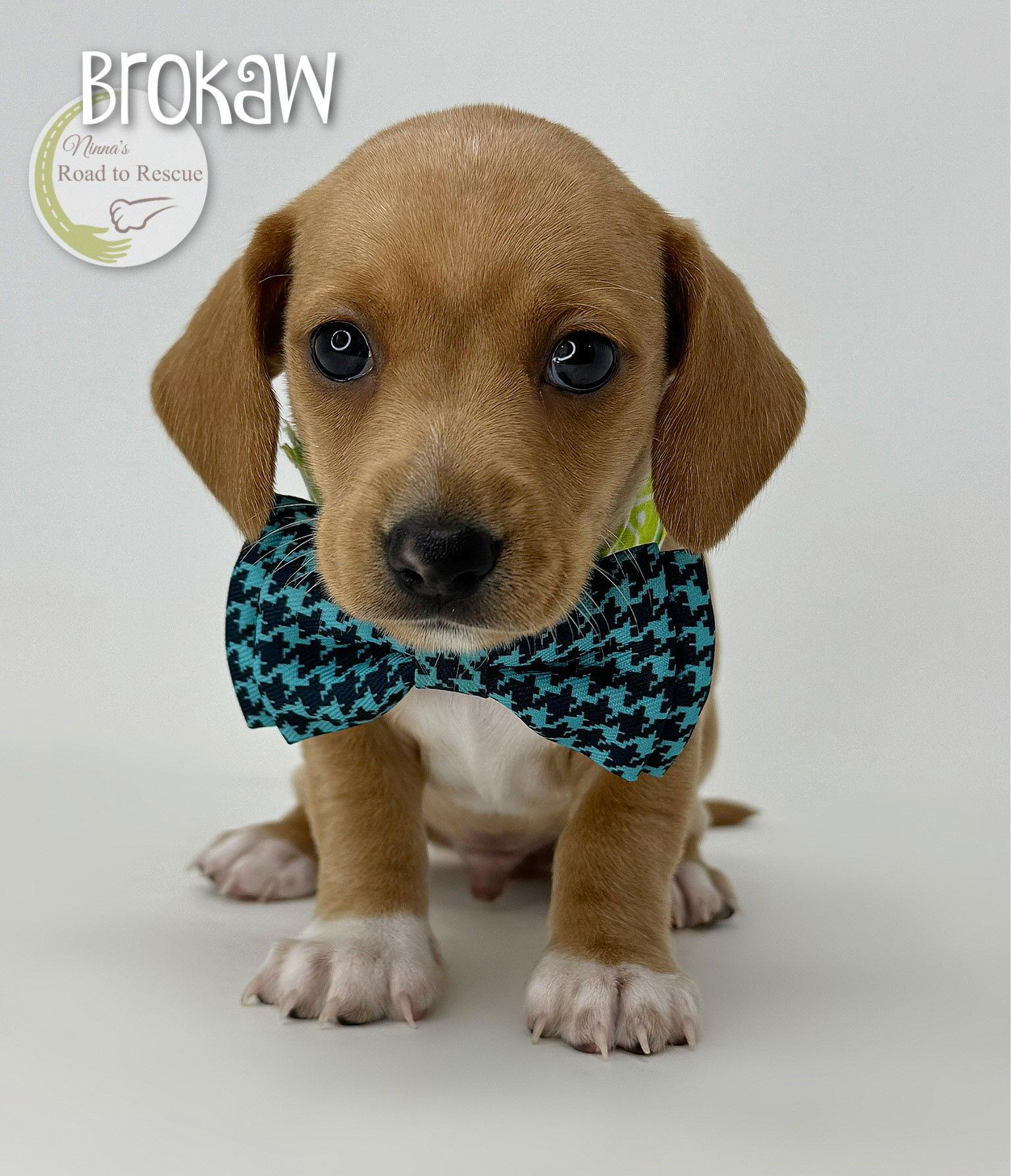 Brokaw, a Adopted mixed breed in Benton, LA image 2/2