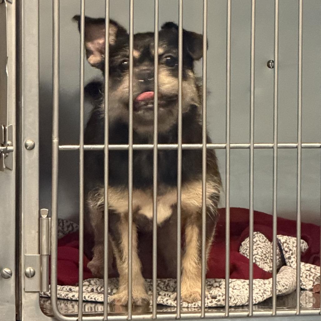 Enlarge Lottie, a Adoptable Brussels Griffon in Wilmington, DE image 2/4