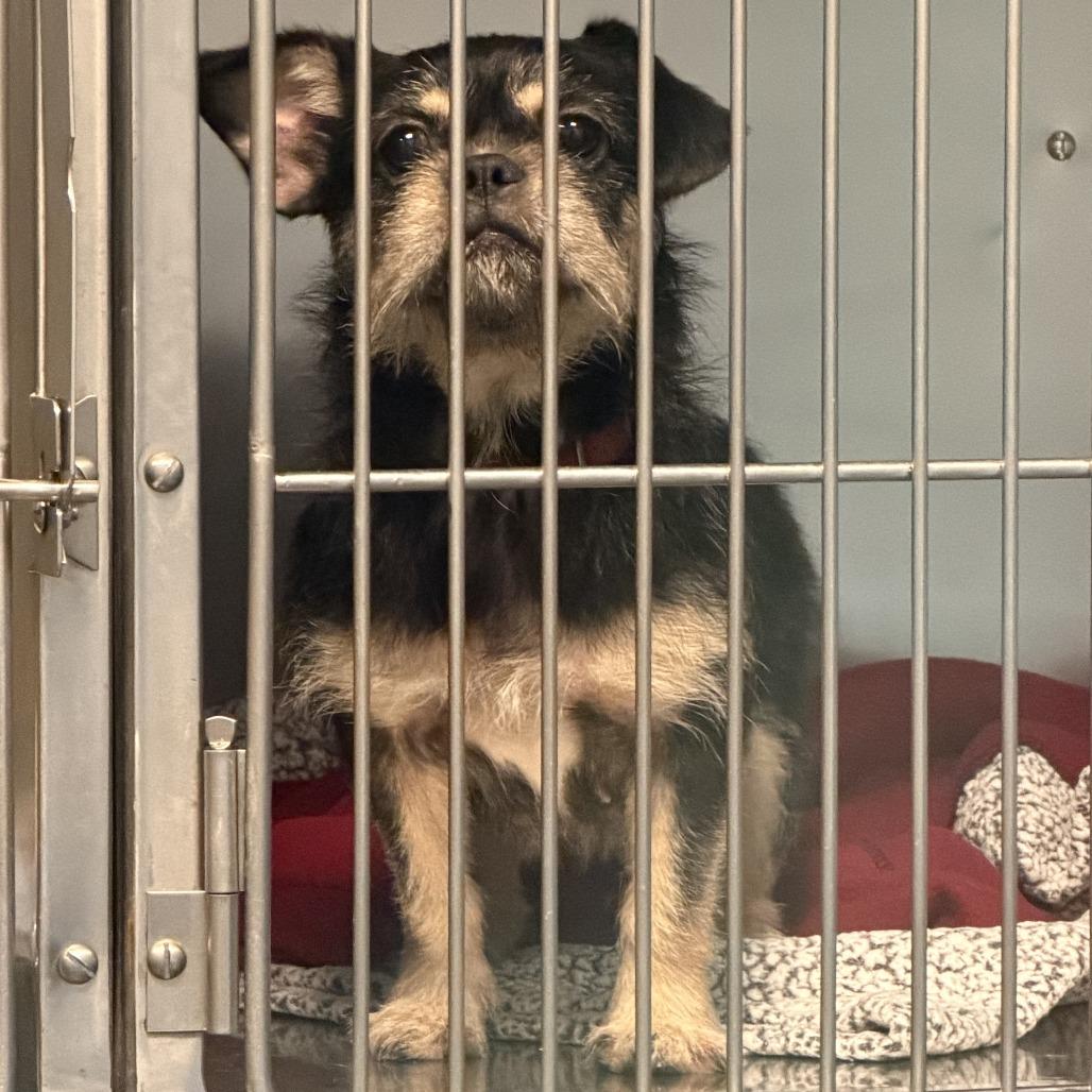 Enlarge Lottie, a Adoptable Brussels Griffon in Wilmington, DE image 3/4