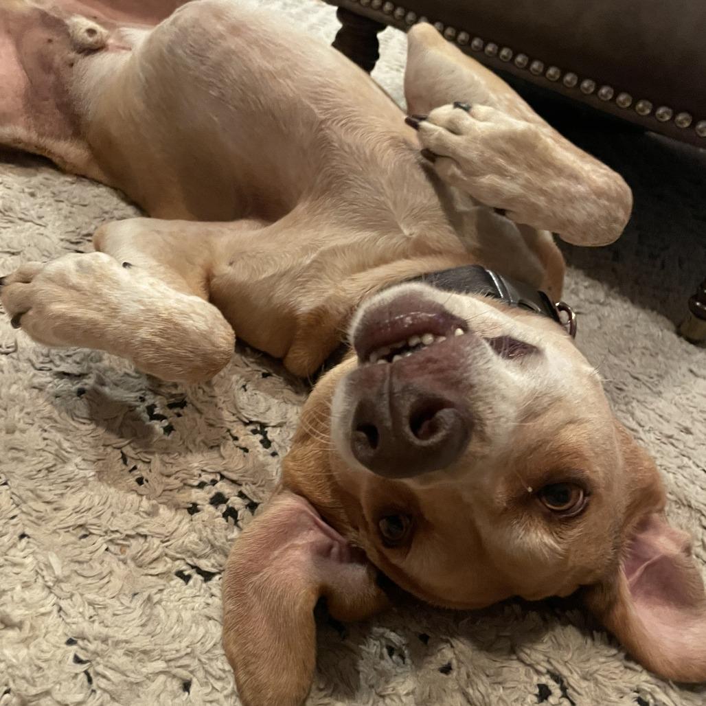 Copper- $125 Sponsored Adoption Fee!, Adoptable, Senior Male Redbone Coonhound & Cattle Dog.