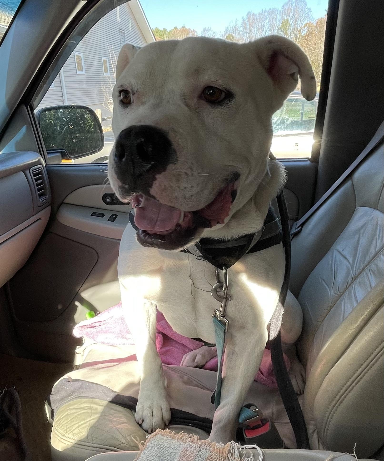 Everest, a Adoptable mixed breed in Heathsville, VA image 1/6