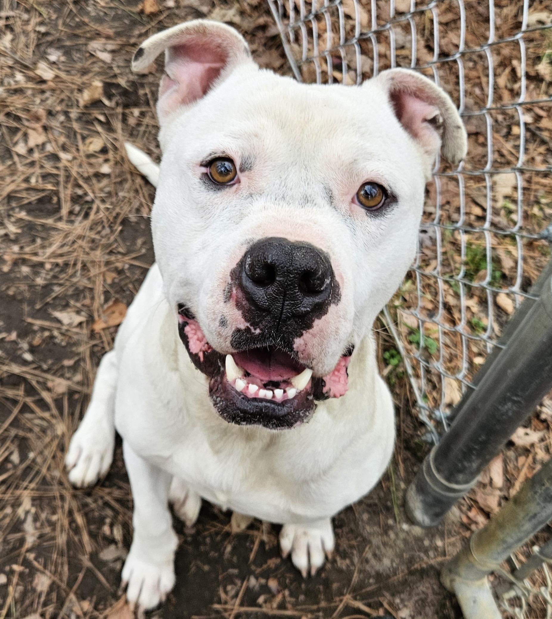 Everest, a Adoptable mixed breed in Heathsville, VA image 2/6