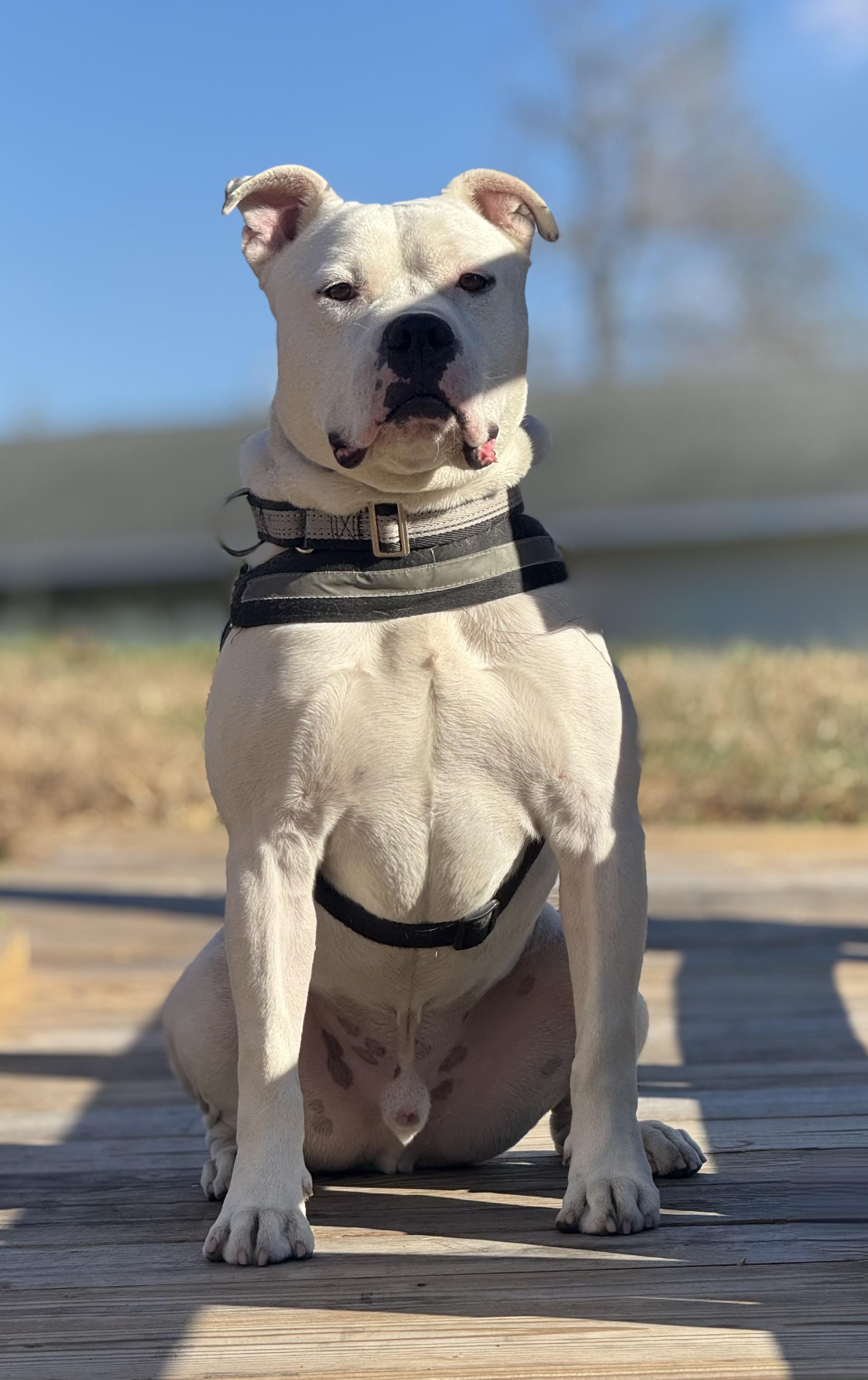 Everest, a Adoptable mixed breed in Heathsville, VA image 3/6