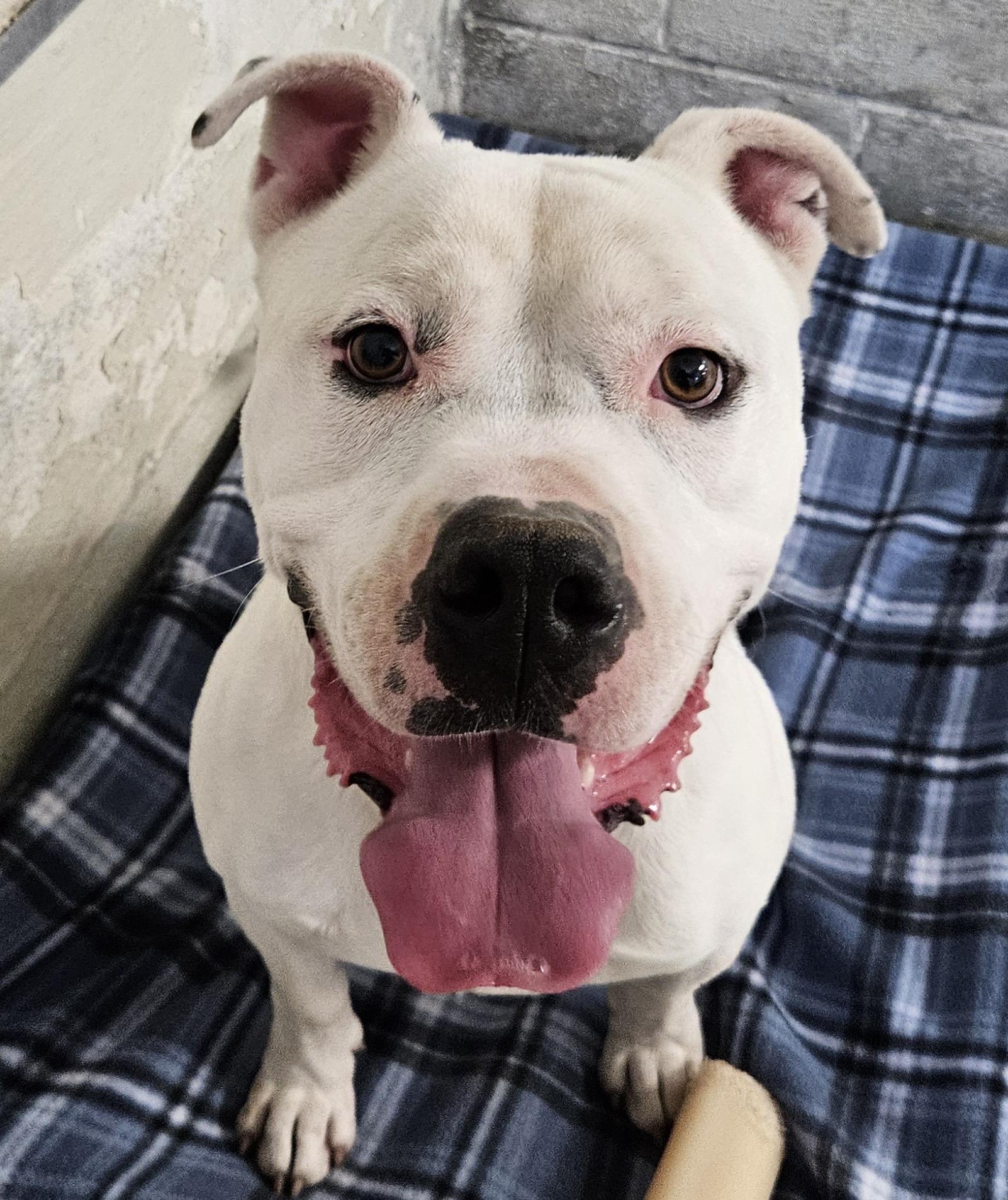 Everest, a Adoptable mixed breed in Heathsville, VA image 4/6