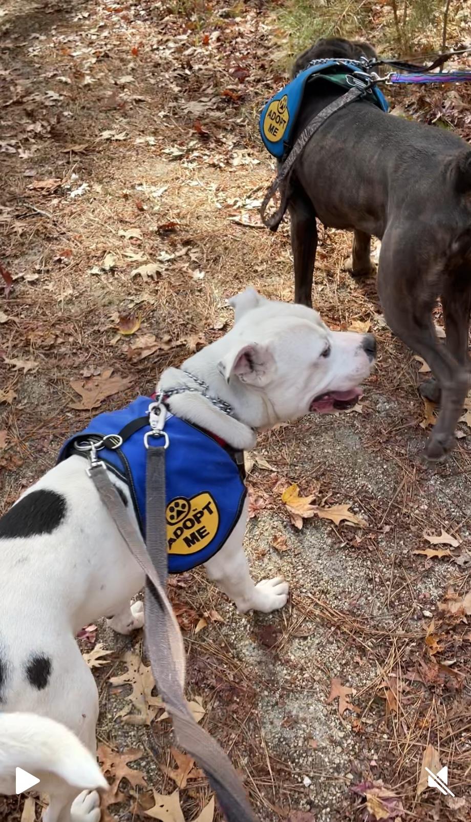 Everest, a Adoptable mixed breed in Heathsville, VA image 5/6