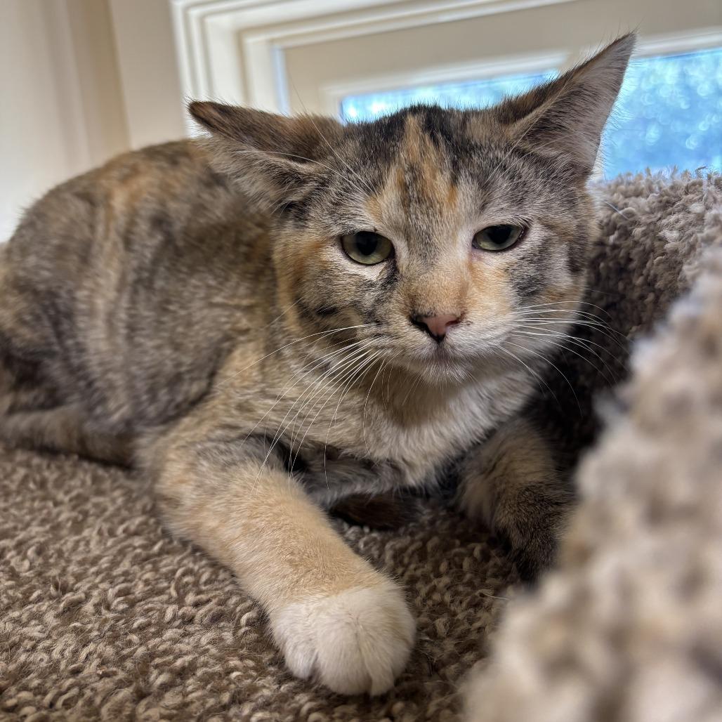 Artemis, Adoptable, Kitten Female Domestic Short Hair.