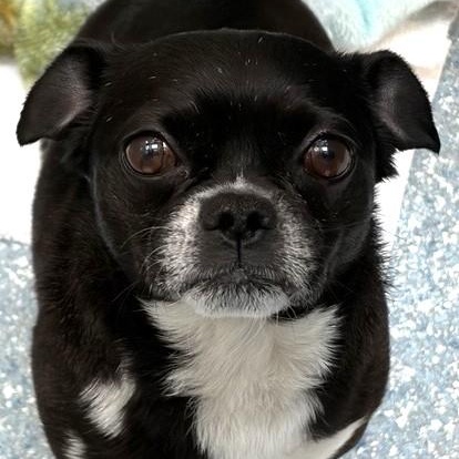 Mickey, an adopted Boston Terrier in Santa Cruz, CA image 1/2