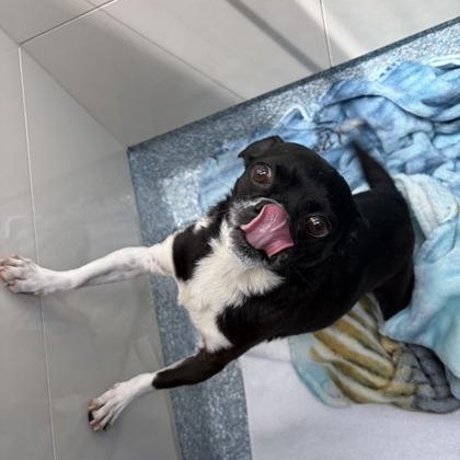 Mickey, an adopted Boston Terrier in Santa Cruz, CA image 2/2