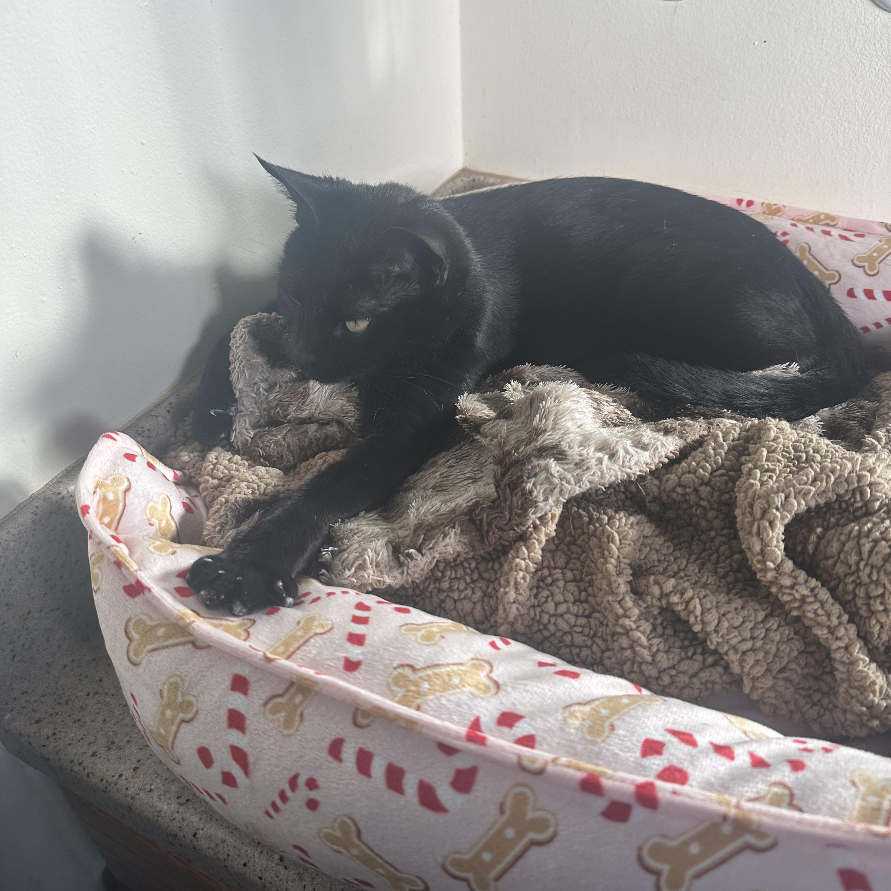 Enlarge Floyd , a ADOPTABLE mixed breed in Woodinville, WA image 3/3