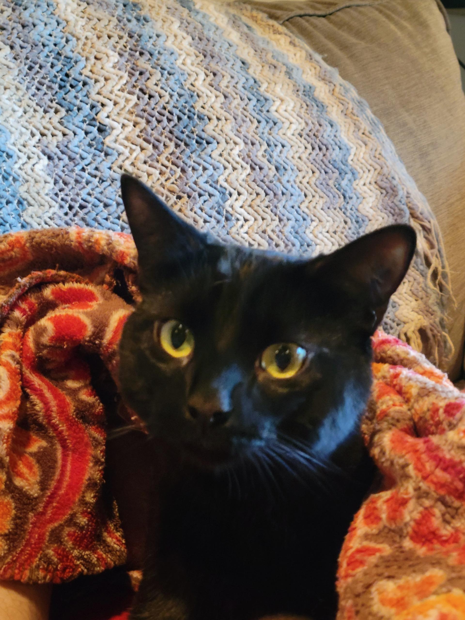 Floyd , ADOPTABLE, Young Male Bombay.