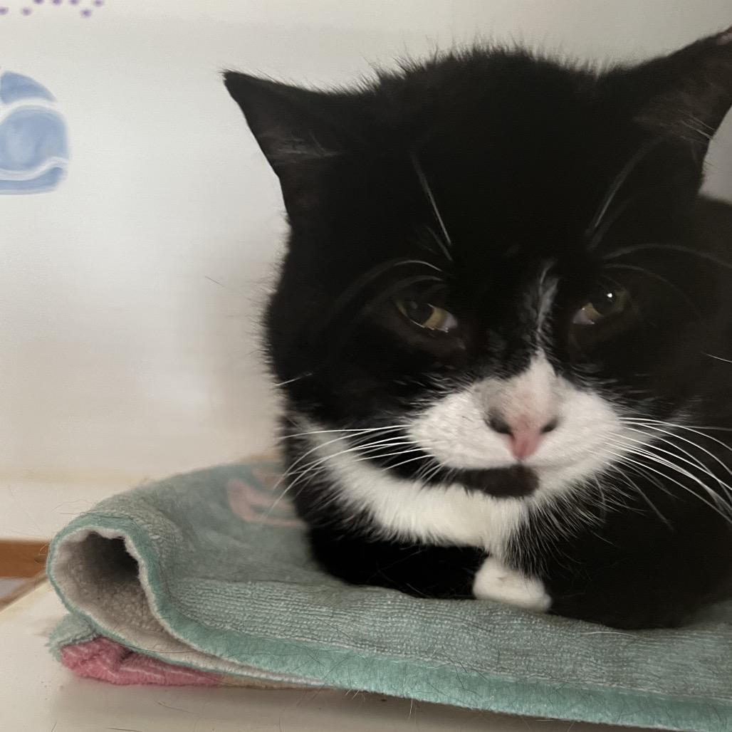 Batman, Adoptable, Adult Male Domestic Short Hair.