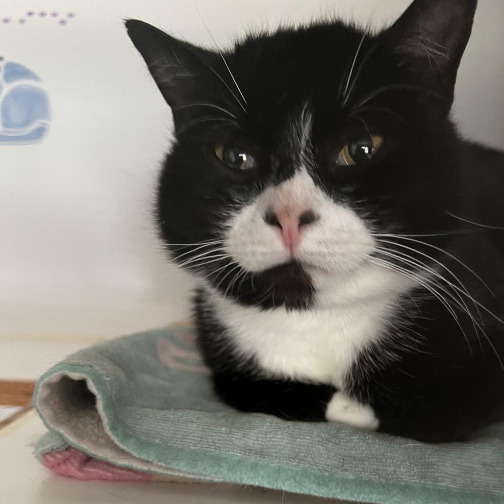 Enlarge Batman, a Adoptable mixed breed in Bangor, ME image 2/2