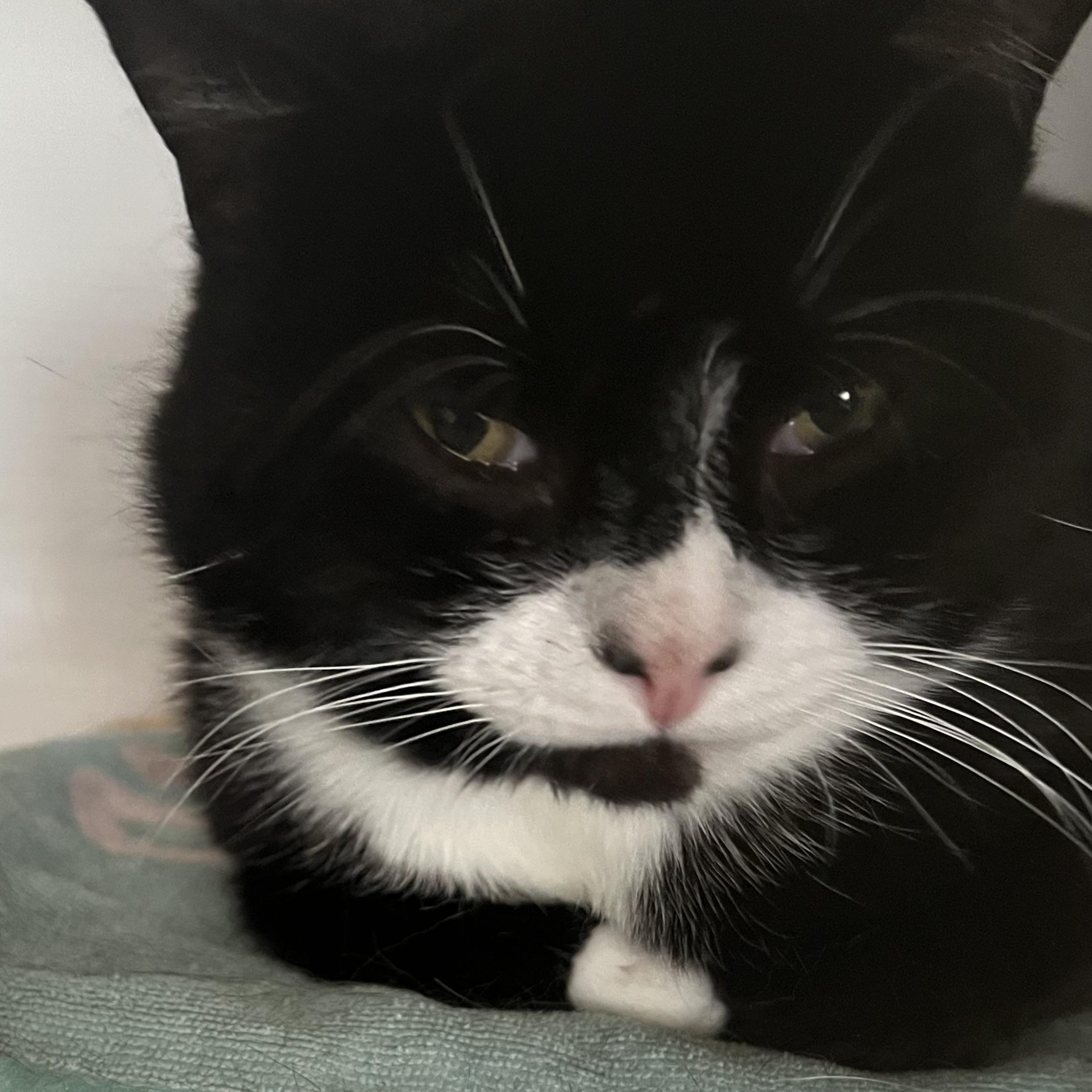 Batman, an adoptable Domestic Short Hair in Bangor, ME, 04401 | Photo Image 1
