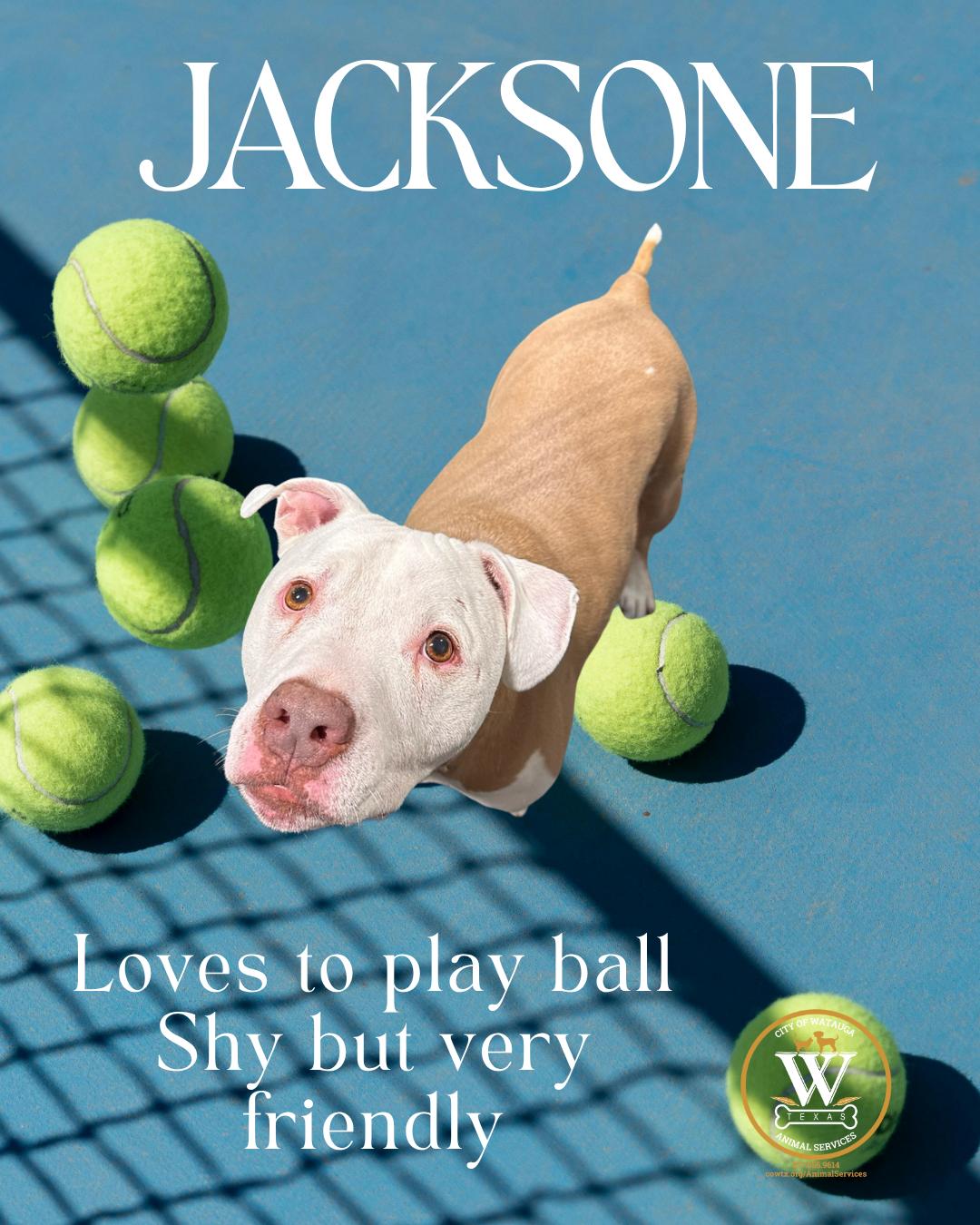 Jackson, ADOPTABLE, Adult Male Pit Bull Terrier.