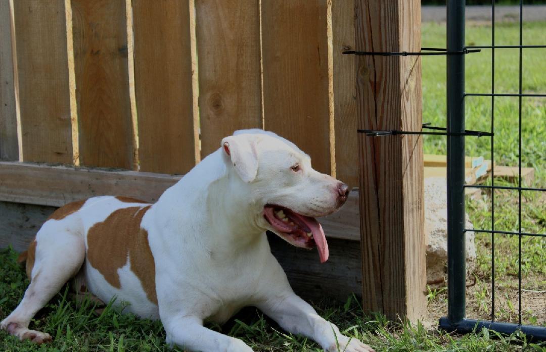 Knox, a Adoptable mixed breed in Willis, TX image 2/5