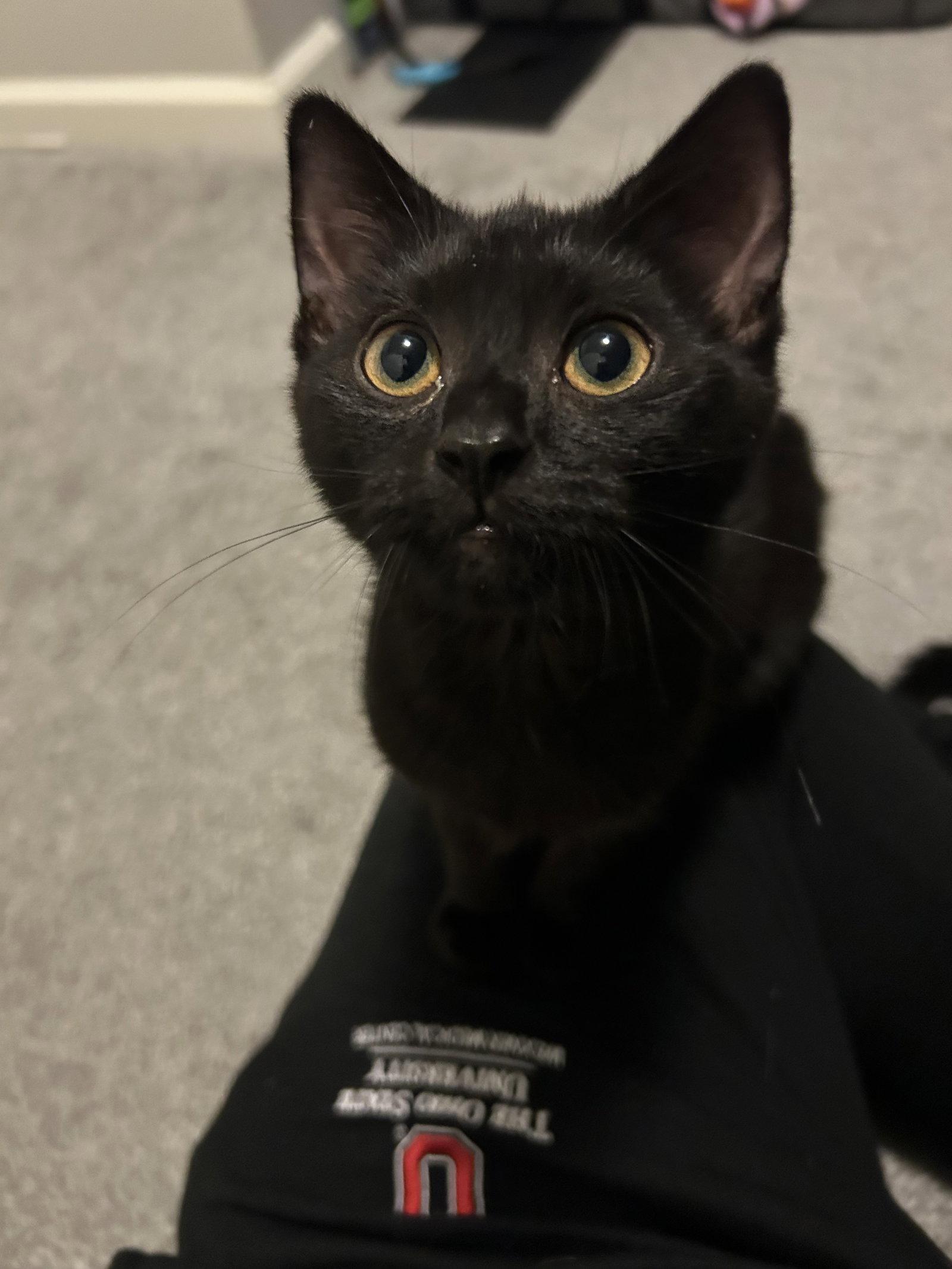 Willow, Adoptable, Young Female Domestic Short Hair.