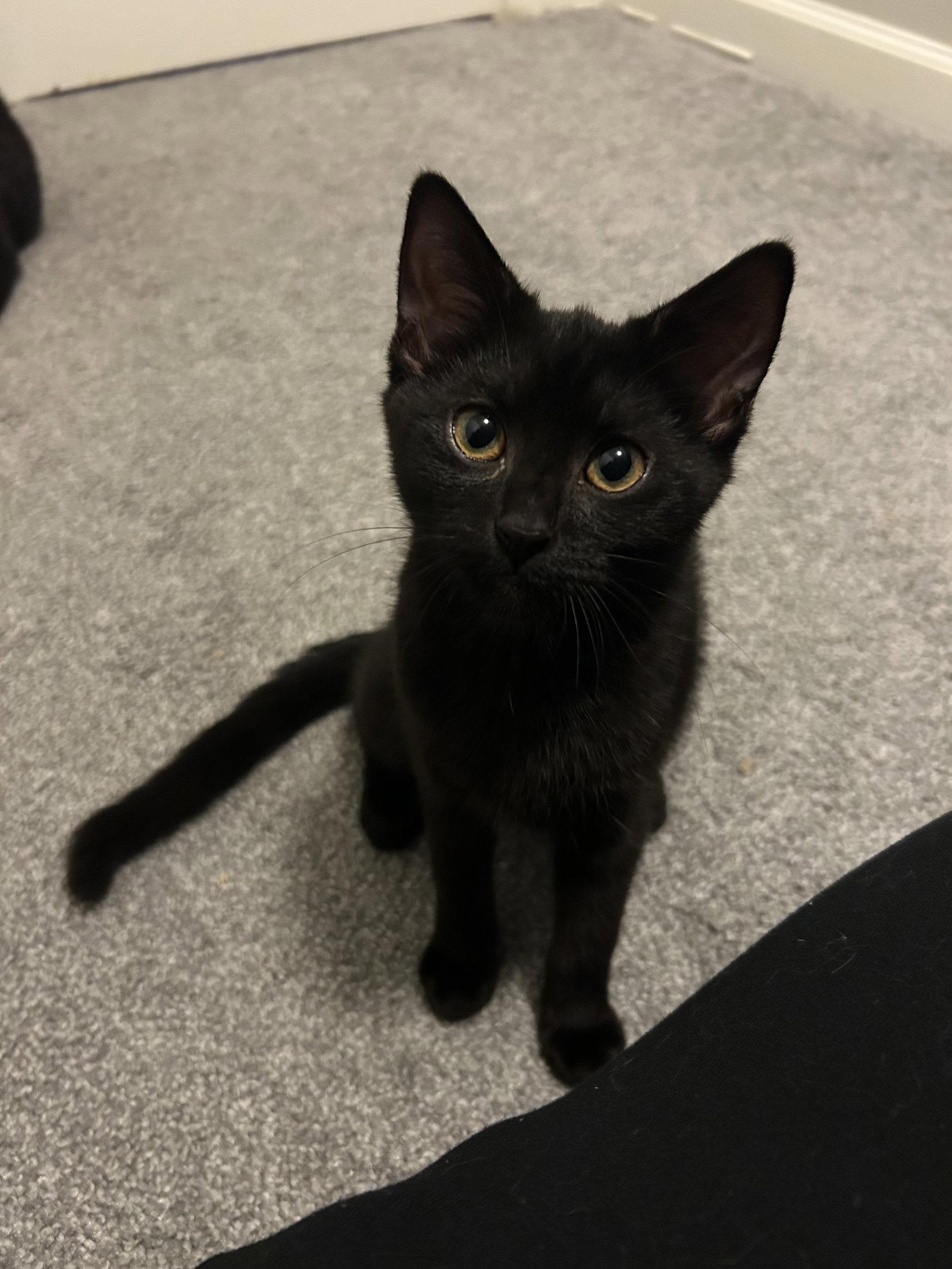 Willow, a Adoptable Domestic Short Hair in Columbus, OH image 2/3