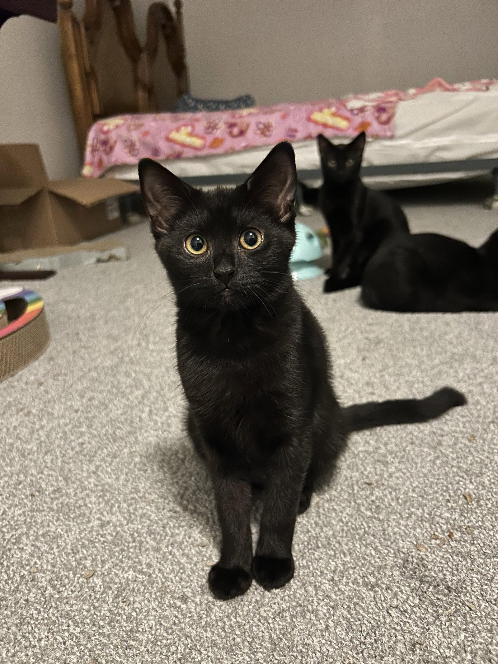 Willow, a Adoptable Domestic Short Hair in Columbus, OH image 3/3
