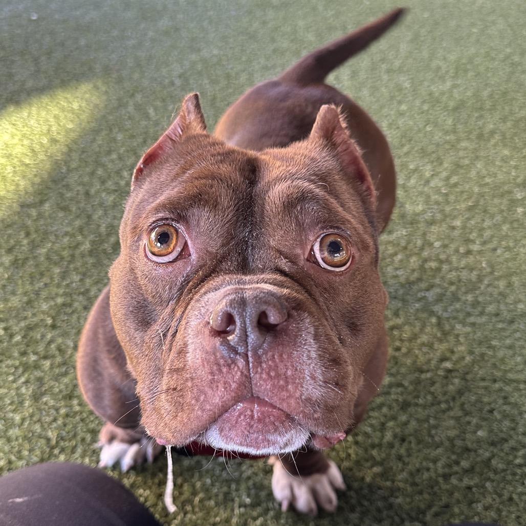 Lola, Adoptable, Adult Female American Bulldog & Mixed Breed.