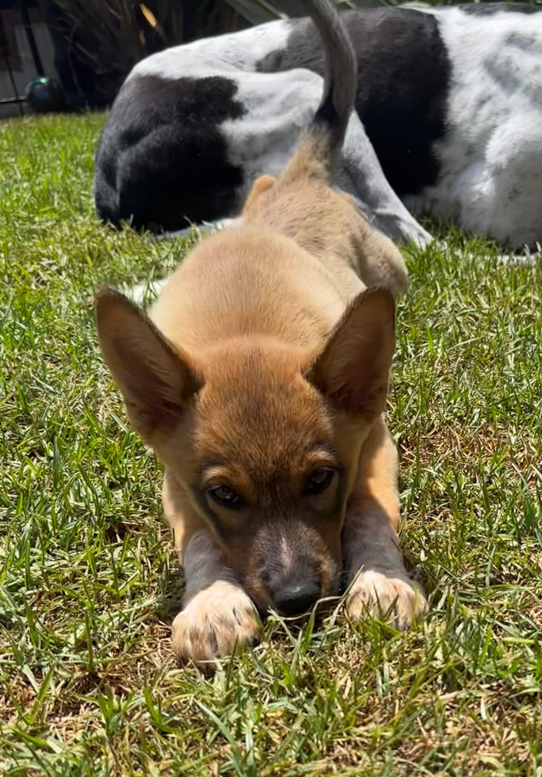 Luna, Adopted, Puppy Female Shepherd & Shiba Inu.