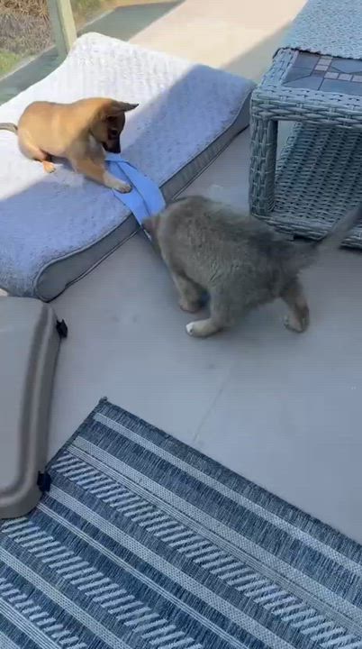 Enlarge Luna, a Adopted mixed breed in Inglewood, CA video 2/4