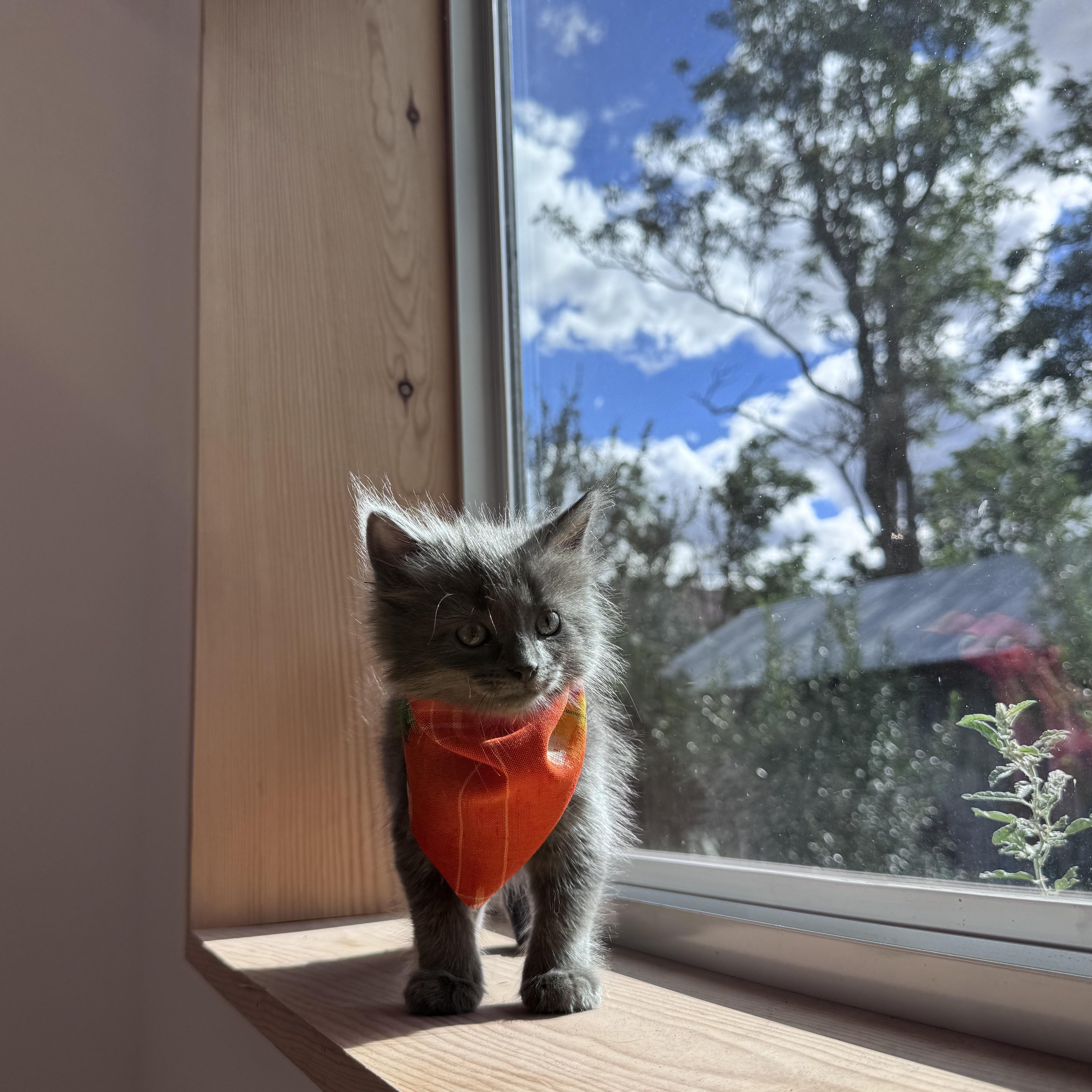 Enlarge Little Miss, a Adopted Domestic Short Hair in Marfa, TX image 5/6