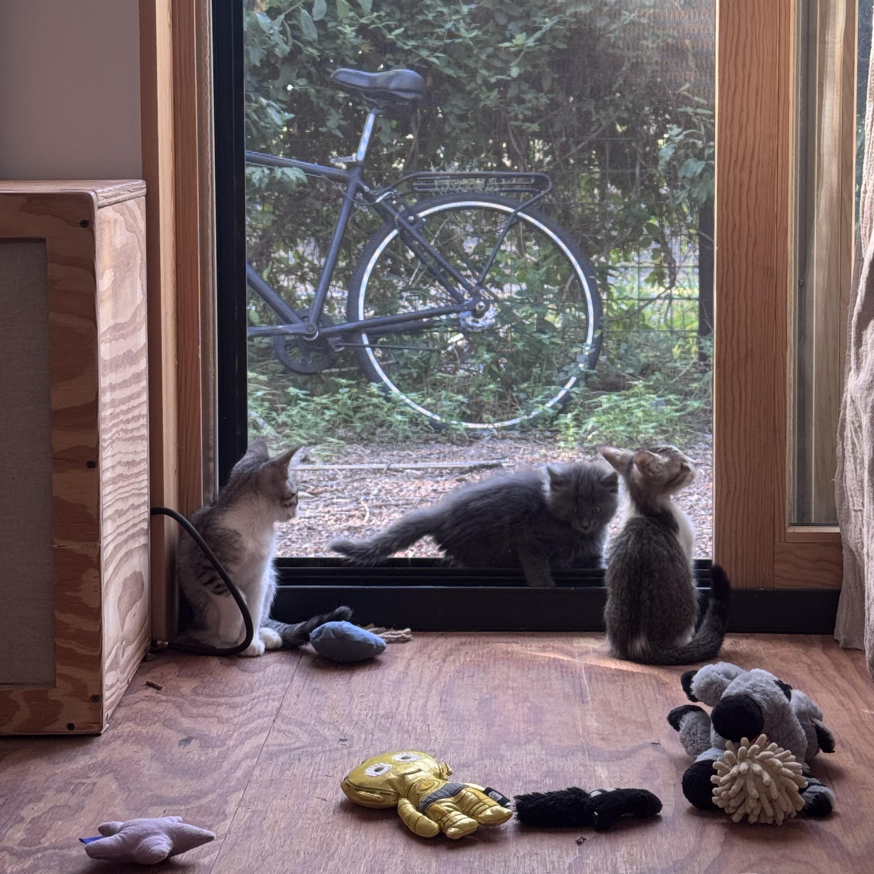 Enlarge Little Miss, a Adopted Domestic Short Hair in Marfa, TX image 3/6