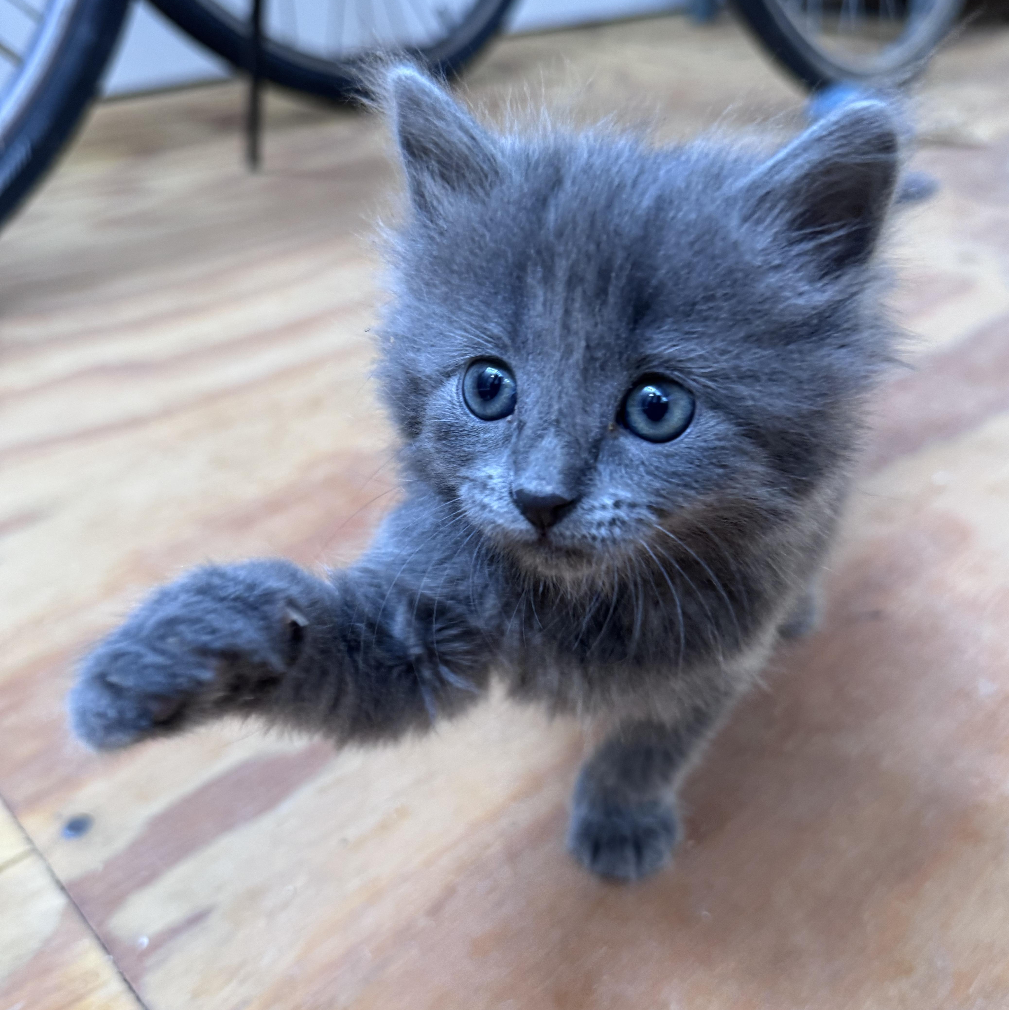 Enlarge Little Miss, a Adopted Domestic Short Hair in Marfa, TX image 1/6