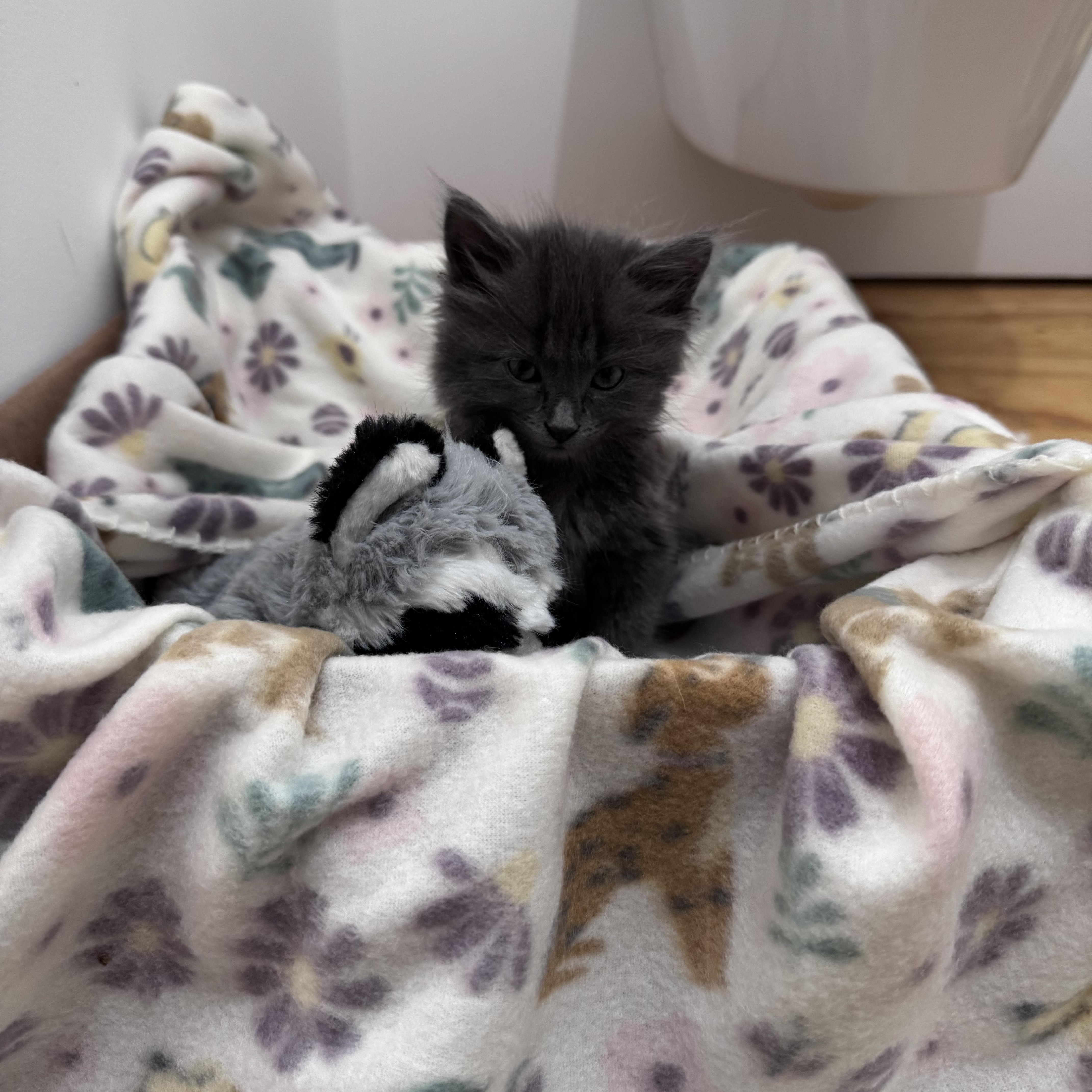Enlarge Little Miss, a Adopted Domestic Short Hair in Marfa, TX image 2/6