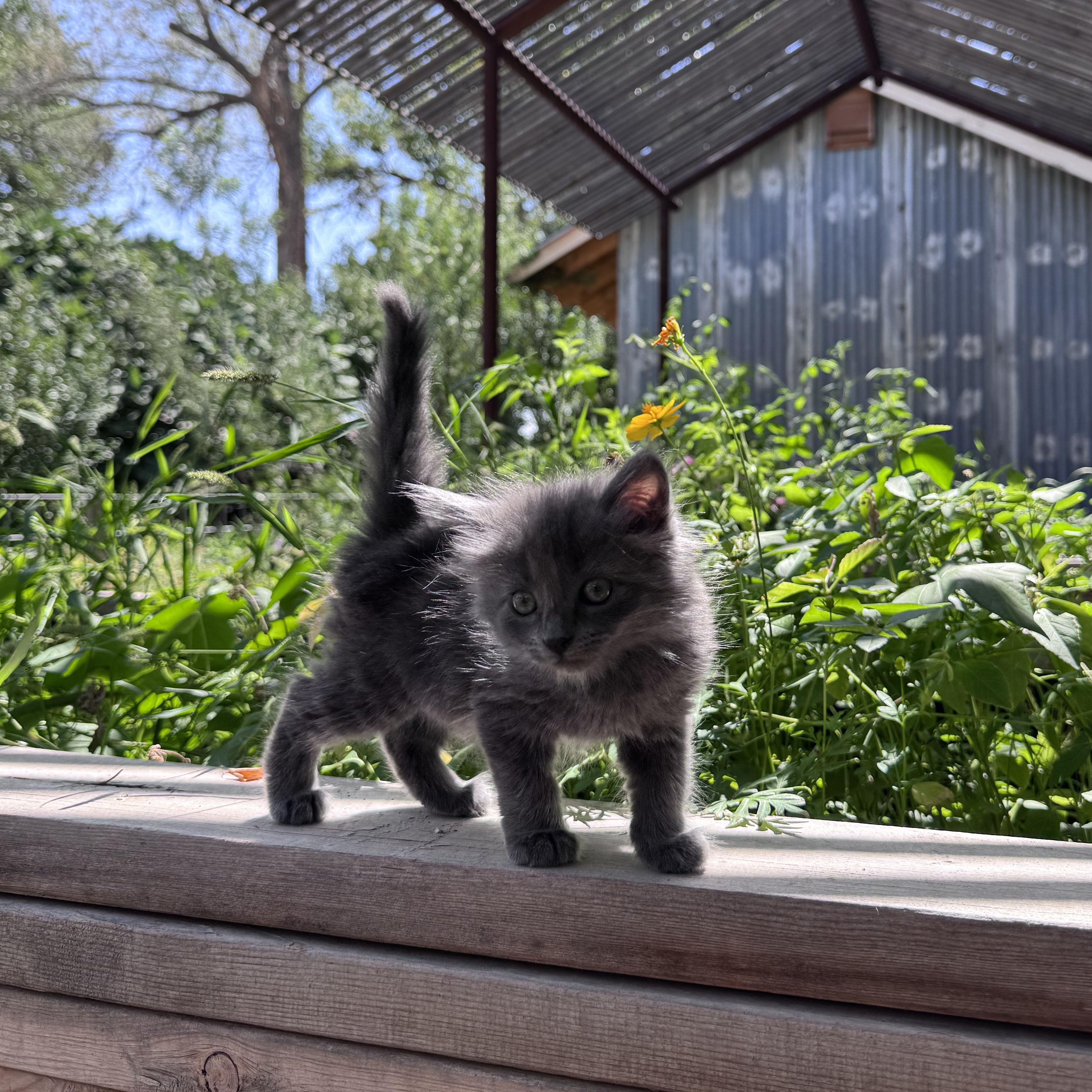 Enlarge Little Miss, a Adopted Domestic Short Hair in Marfa, TX image 6/6
