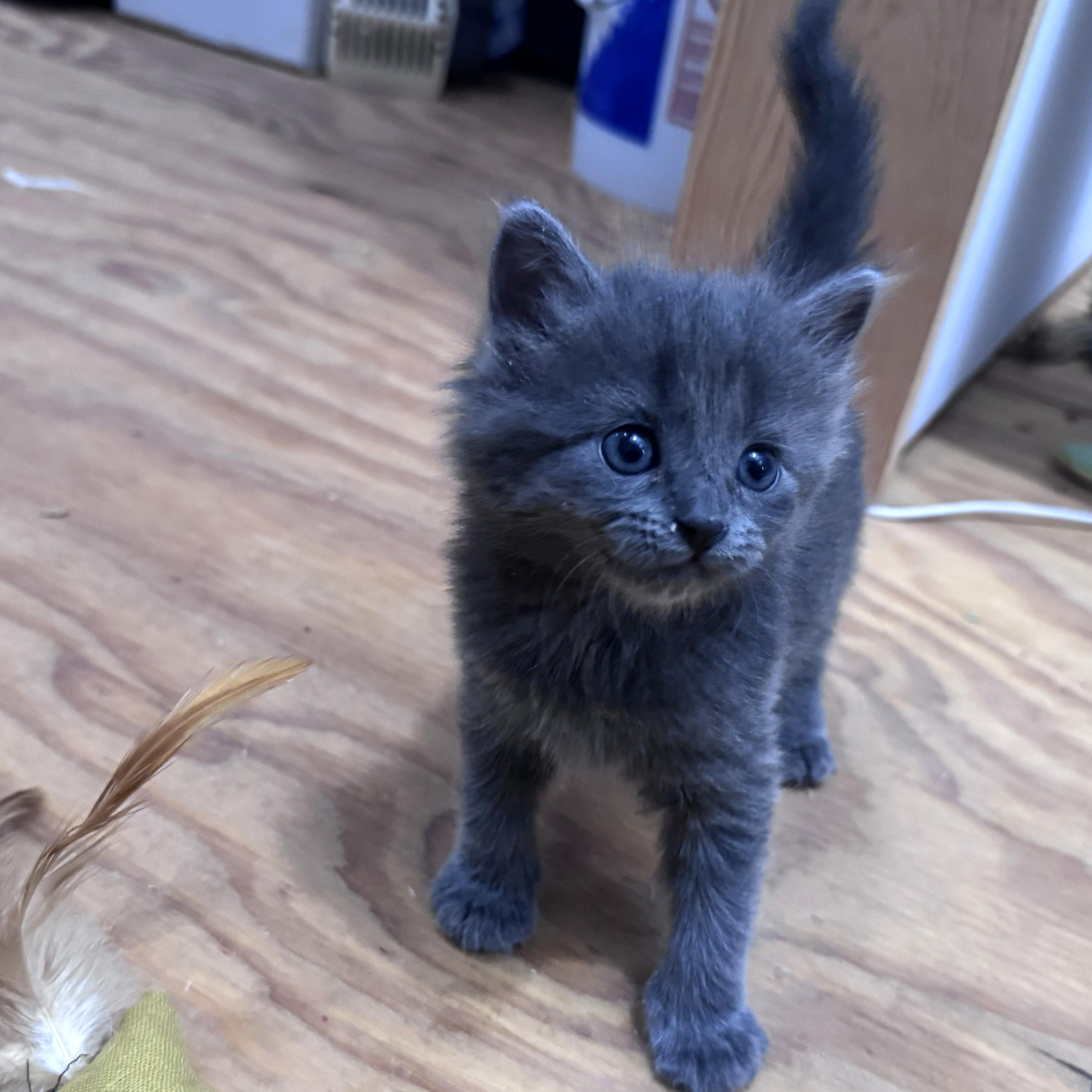 Enlarge Little Miss, a Adopted Domestic Short Hair in Marfa, TX image 4/6
