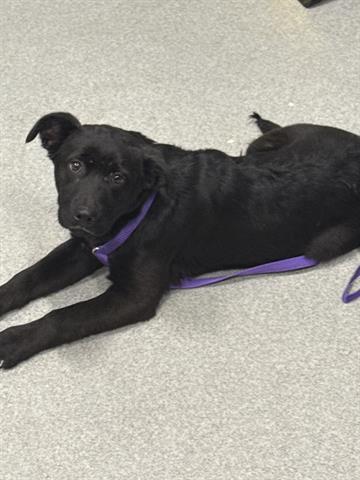 CECE, Adoptable, Young Female Rhodesian Ridgeback.