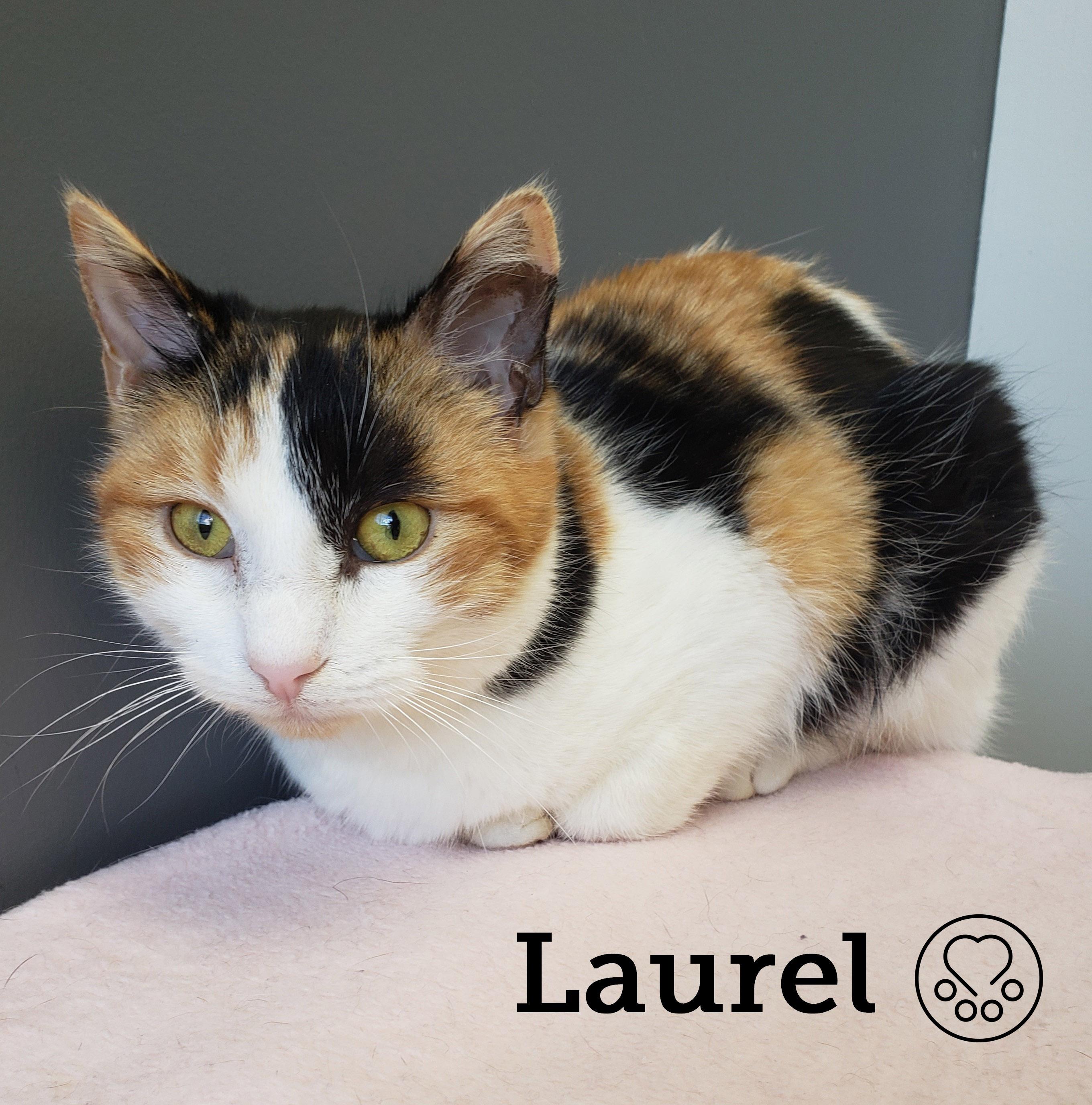 Laurel, an adoptable Domestic Short Hair in Anjou, QC image 2/2