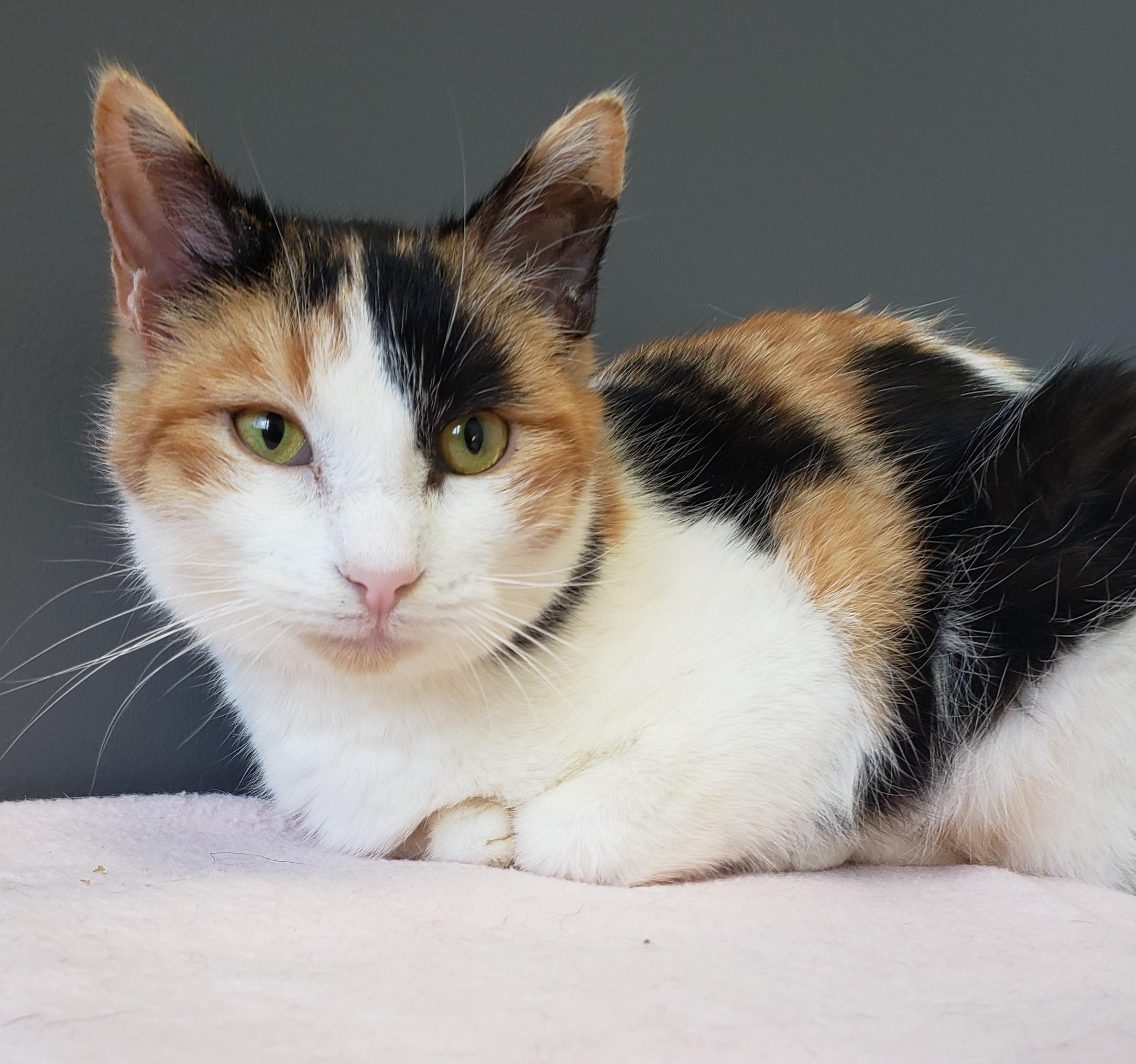 Laurel, an adoptable Domestic Short Hair in Anjou, QC image 1/2