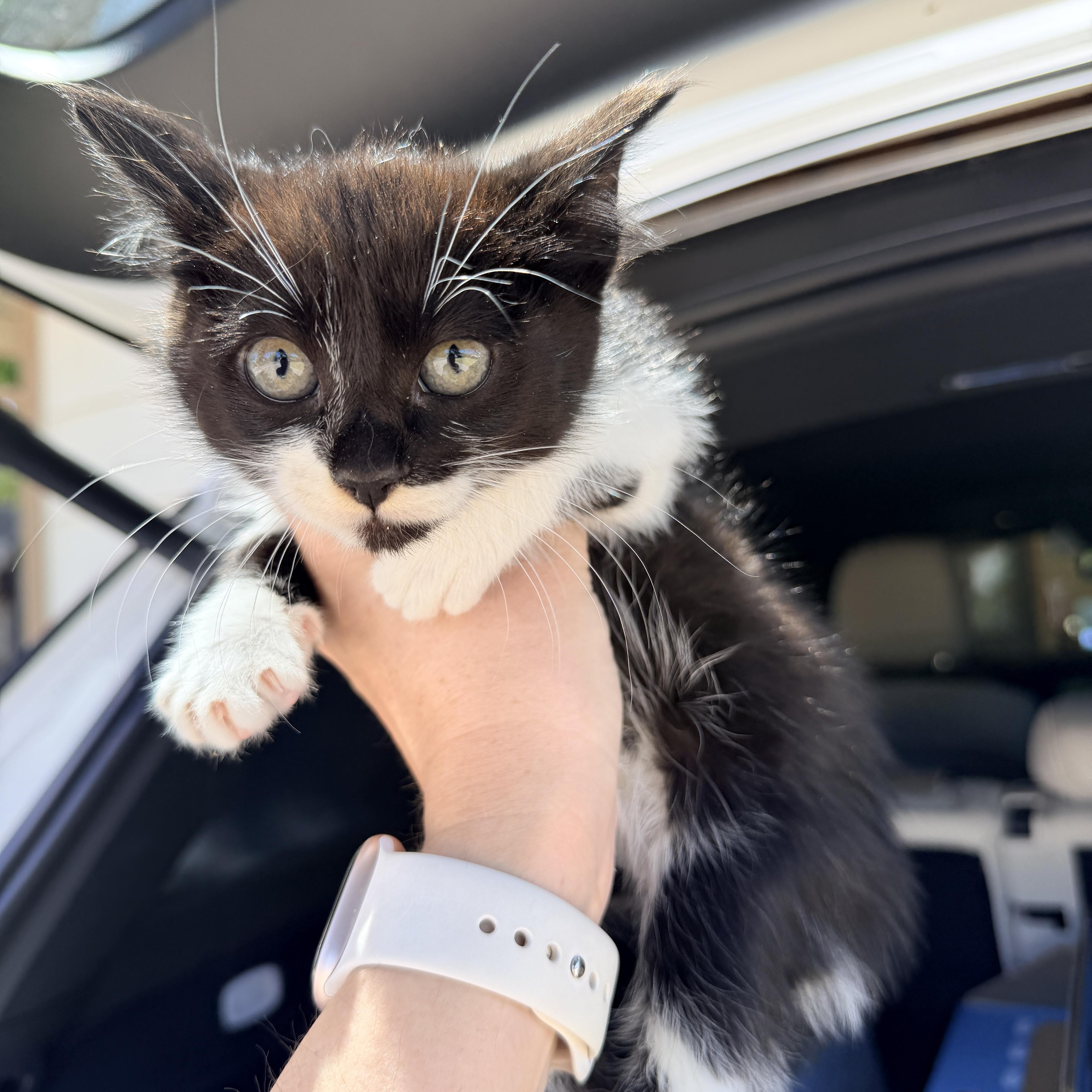Button, a ADOPTABLE Domestic Short Hair in Penryn, CA image 1/2