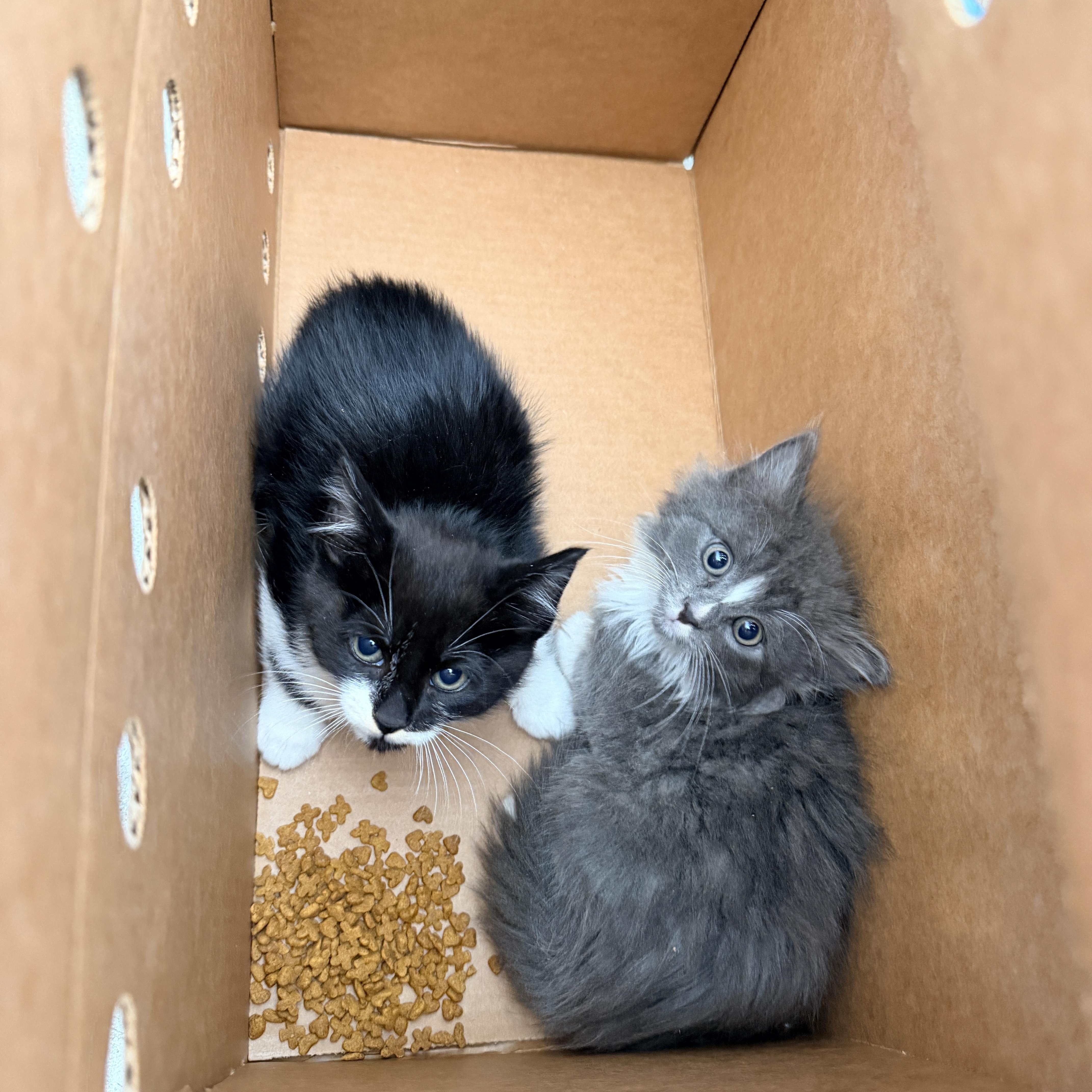 Button, a ADOPTABLE Domestic Short Hair in Penryn, CA image 2/2