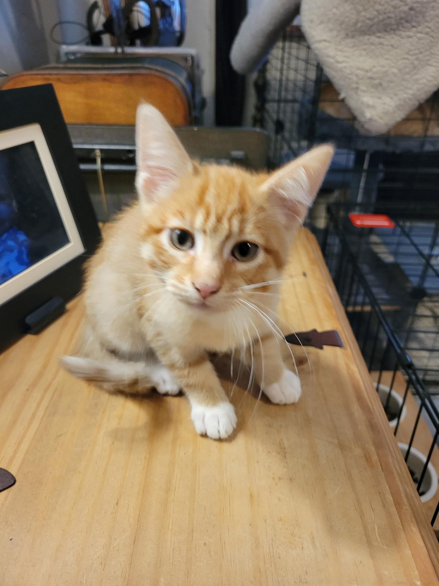 Cleo, Adoptable, Kitten Male Domestic Short Hair.