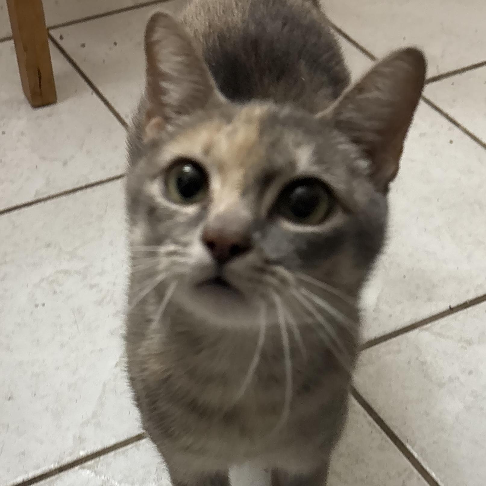 Enlarge Queen Ginko, an adopted Dilute Tortoiseshell in Bentonville, AR image 1/1