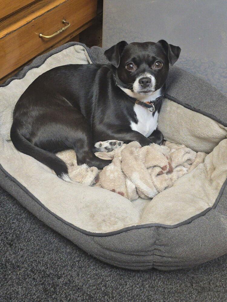 Theo, a Adoptable mixed breed in Scranton, PA image 1/2