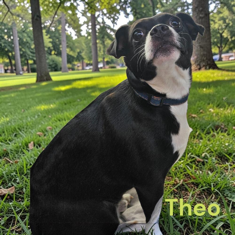 Theo, a Adoptable mixed breed in Scranton, PA image 2/2