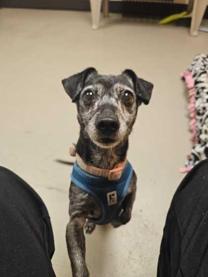 Enlarge Jade, an adoptable mixed breed in Bellingham, WA image 2/4