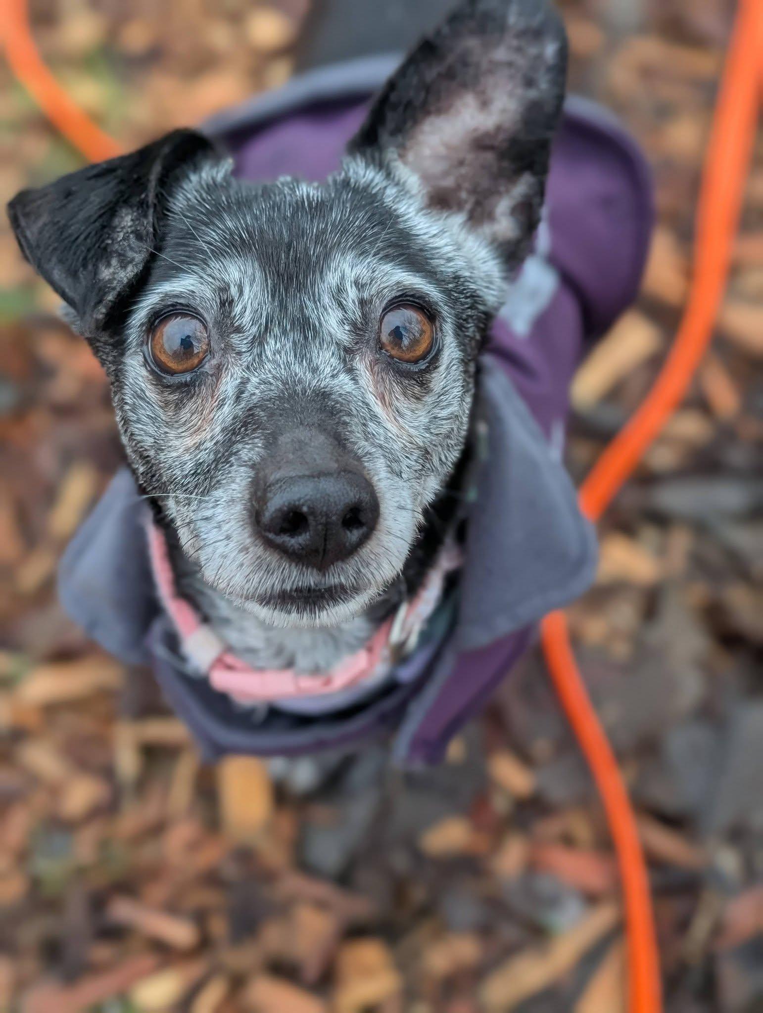 Enlarge Jade, an adopted mixed breed in Bellingham, WA image 1/6