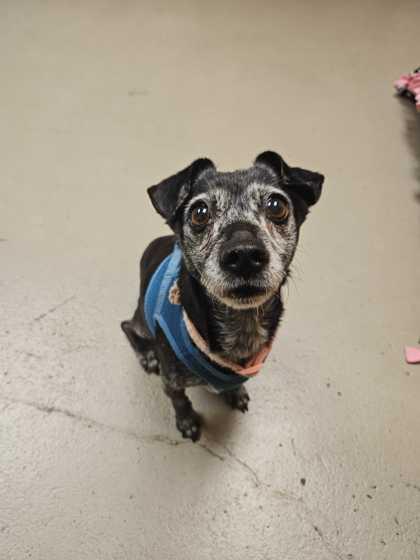 Enlarge Jade, an adoptable mixed breed in Bellingham, WA image 3/4