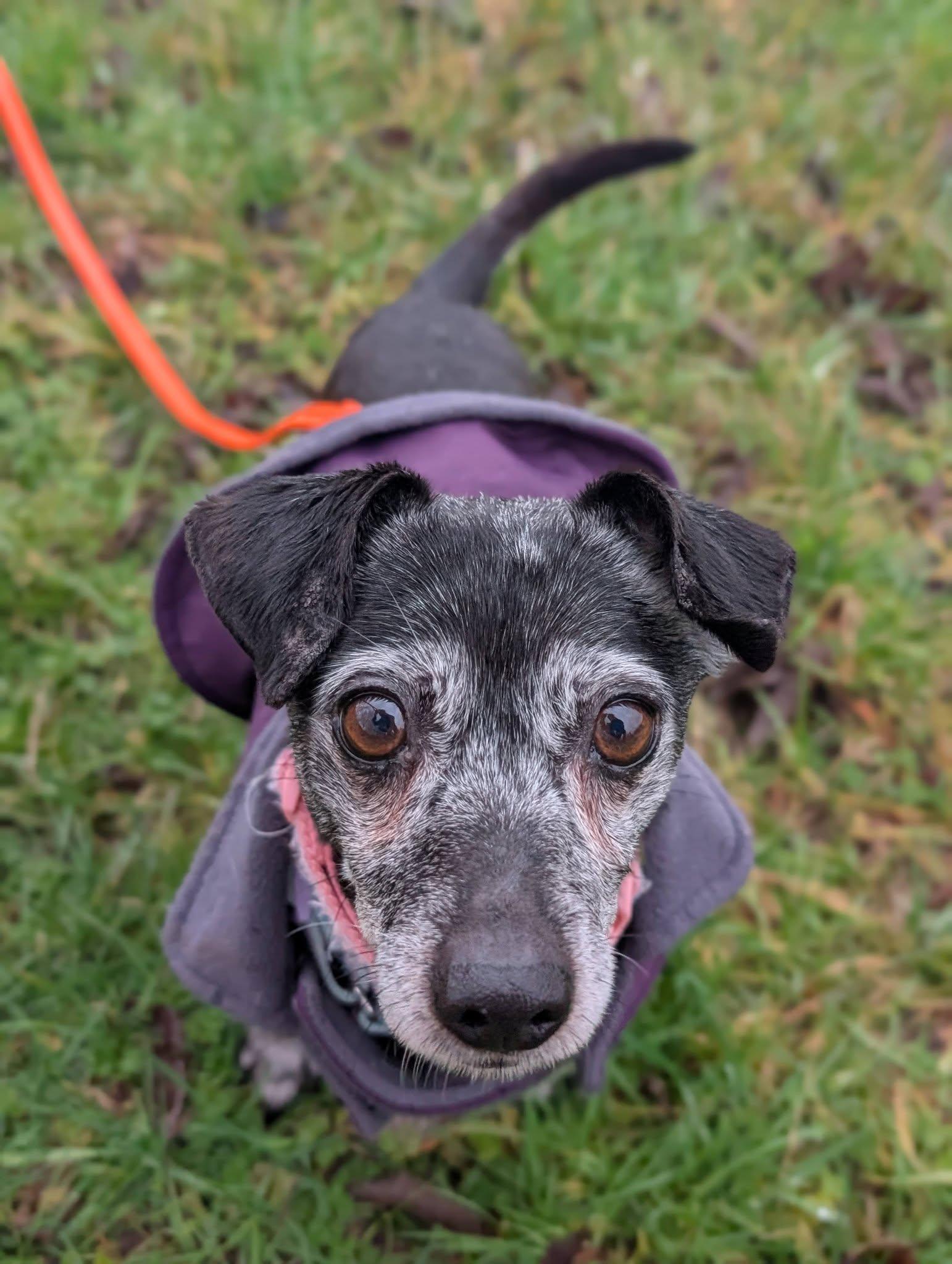 Enlarge Jade, an adopted mixed breed in Bellingham, WA image 2/6