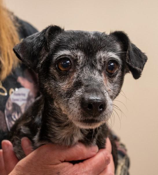 Enlarge Jade, an adoptable mixed breed in Bellingham, WA image 1/4