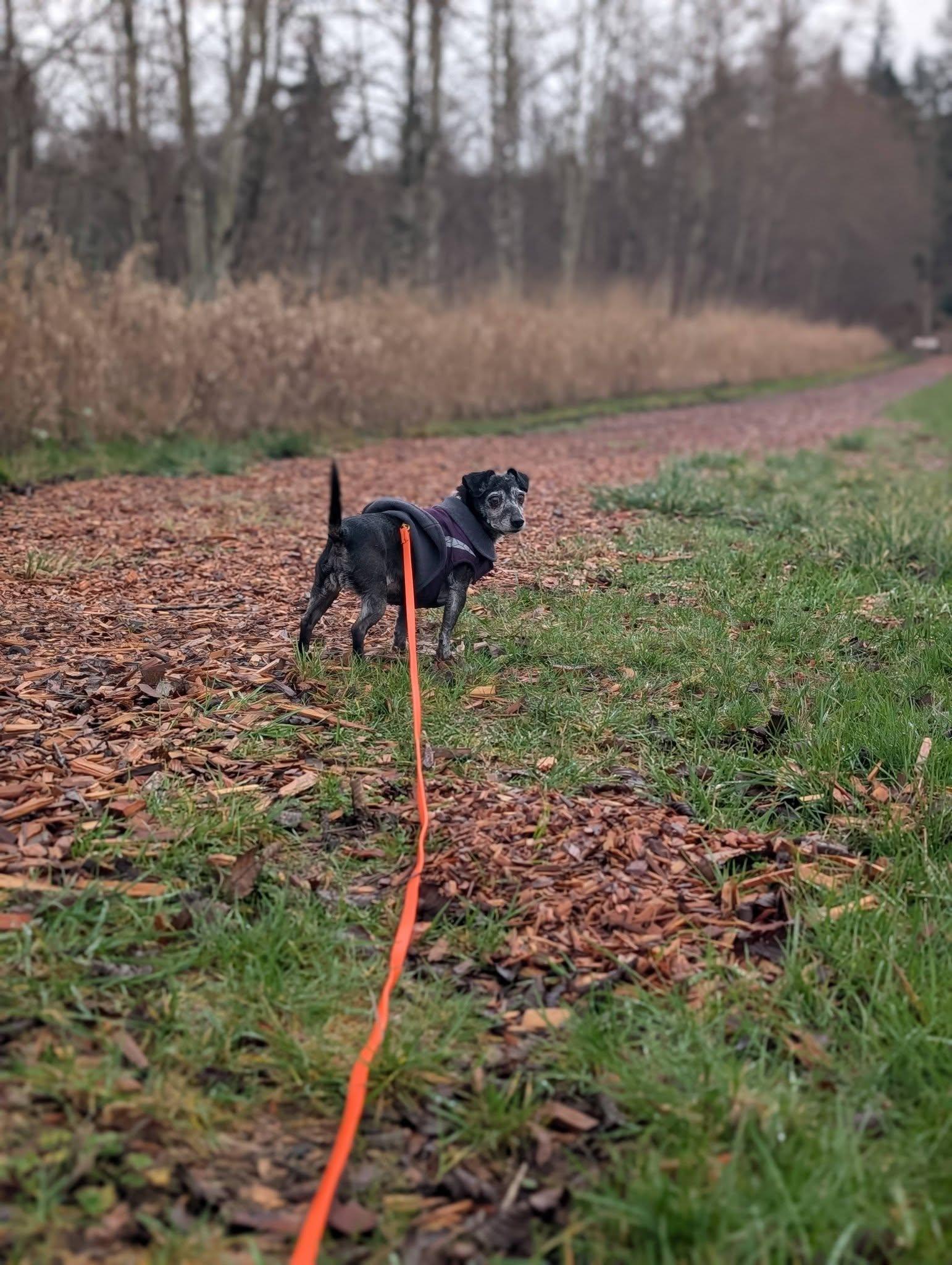 Enlarge Jade, an adopted mixed breed in Bellingham, WA image 3/6
