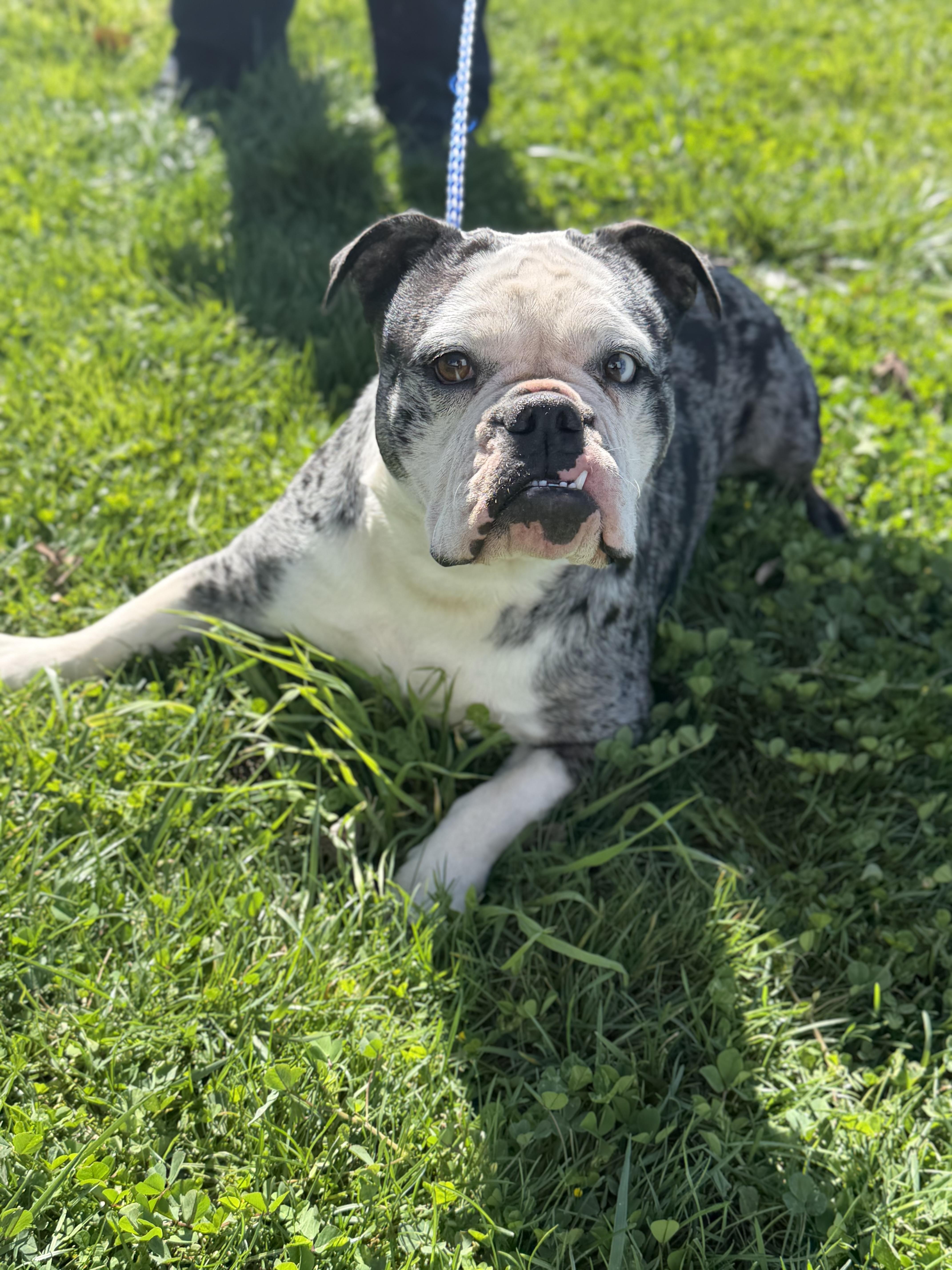 Remmi, ADOPTABLE, Adult Female French Bulldog.