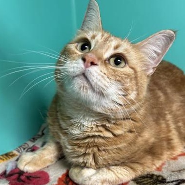Donatella Versace, adopted, Adult Female Domestic Short Hair.