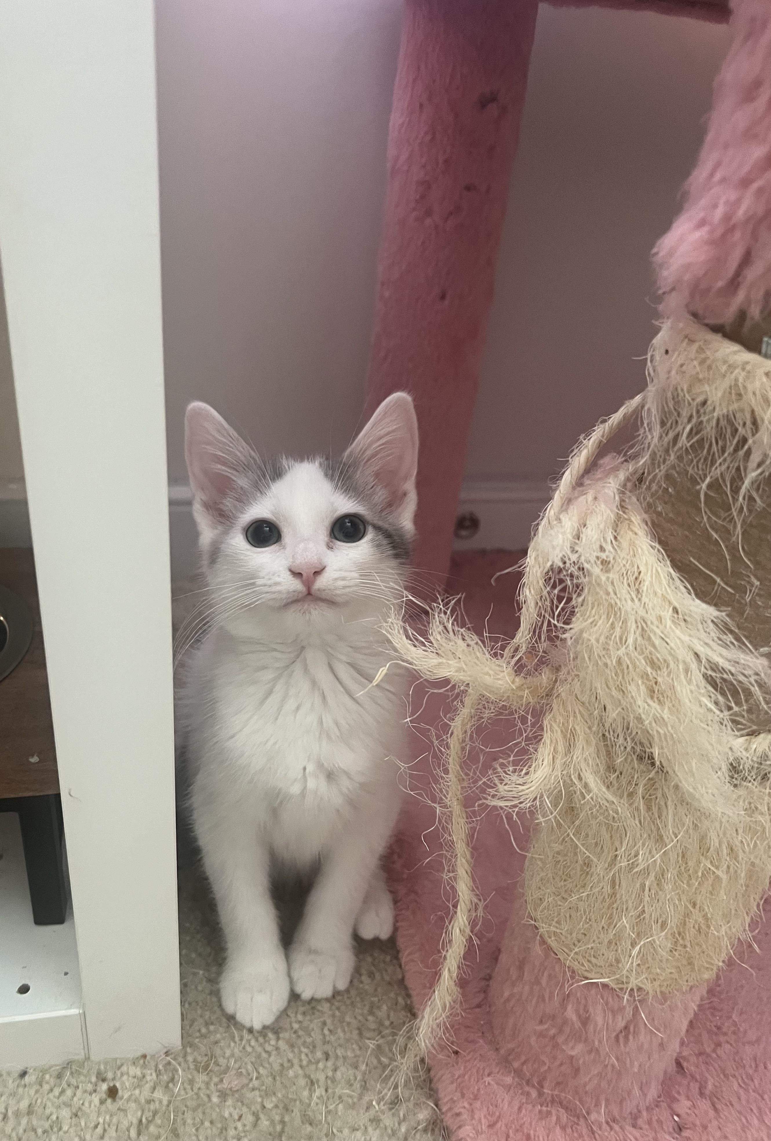 Mojito, adopted, Kitten Female American Shorthair.