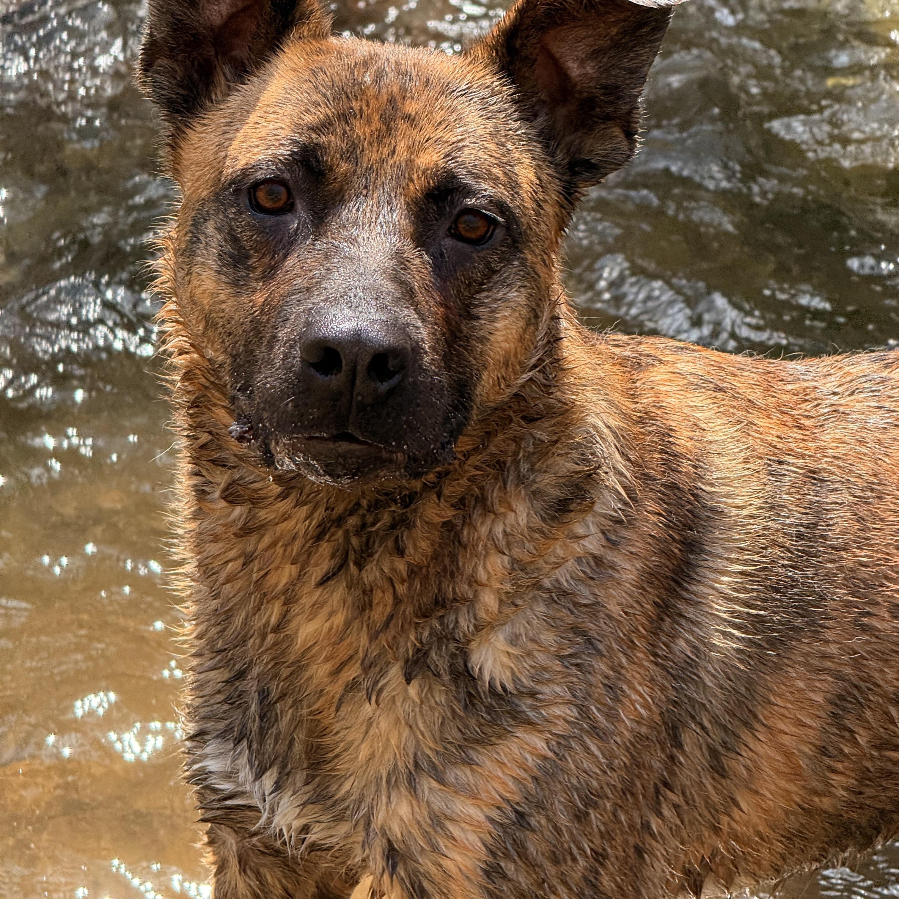 Enlarge Kyro, a ADOPTABLE mixed breed in Milford, NY image 4/5